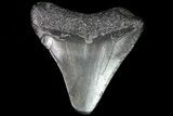 Juvenile Megalodon Tooth - Georgia #83638-1